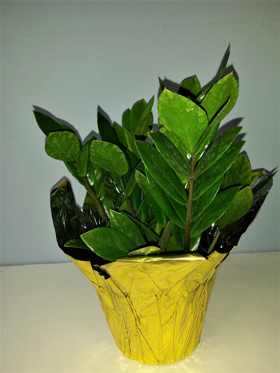 A Large Zz Plant In A Six Inch Pot With Gold Pot Cover Etsy