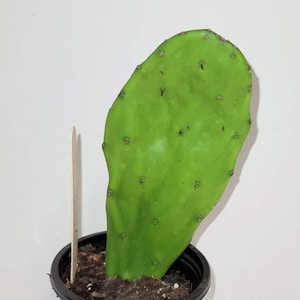 May include: A green prickly pear cactus plant in a black plastic pot. The cactus has a single large, oval-shaped pad.