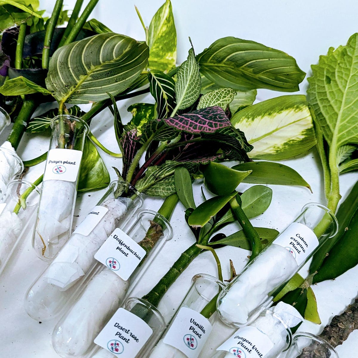 Organic Houseplant Cuttings Collection: Home Garden Plants. No CA shipping sorry.