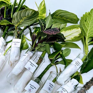 May include: An assortment of plant cuttings in clear glass test tubes, each labeled with the plant's name. The image showcases various green leaves and stems, including Prayer plant, Desert rose plant, and Vanilla plant.