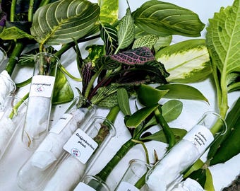 Unrooted Cuttings.Houseplant collection of organic fresh cuttings for your home.Choose your favorite plants.No CA Shipping-sorry