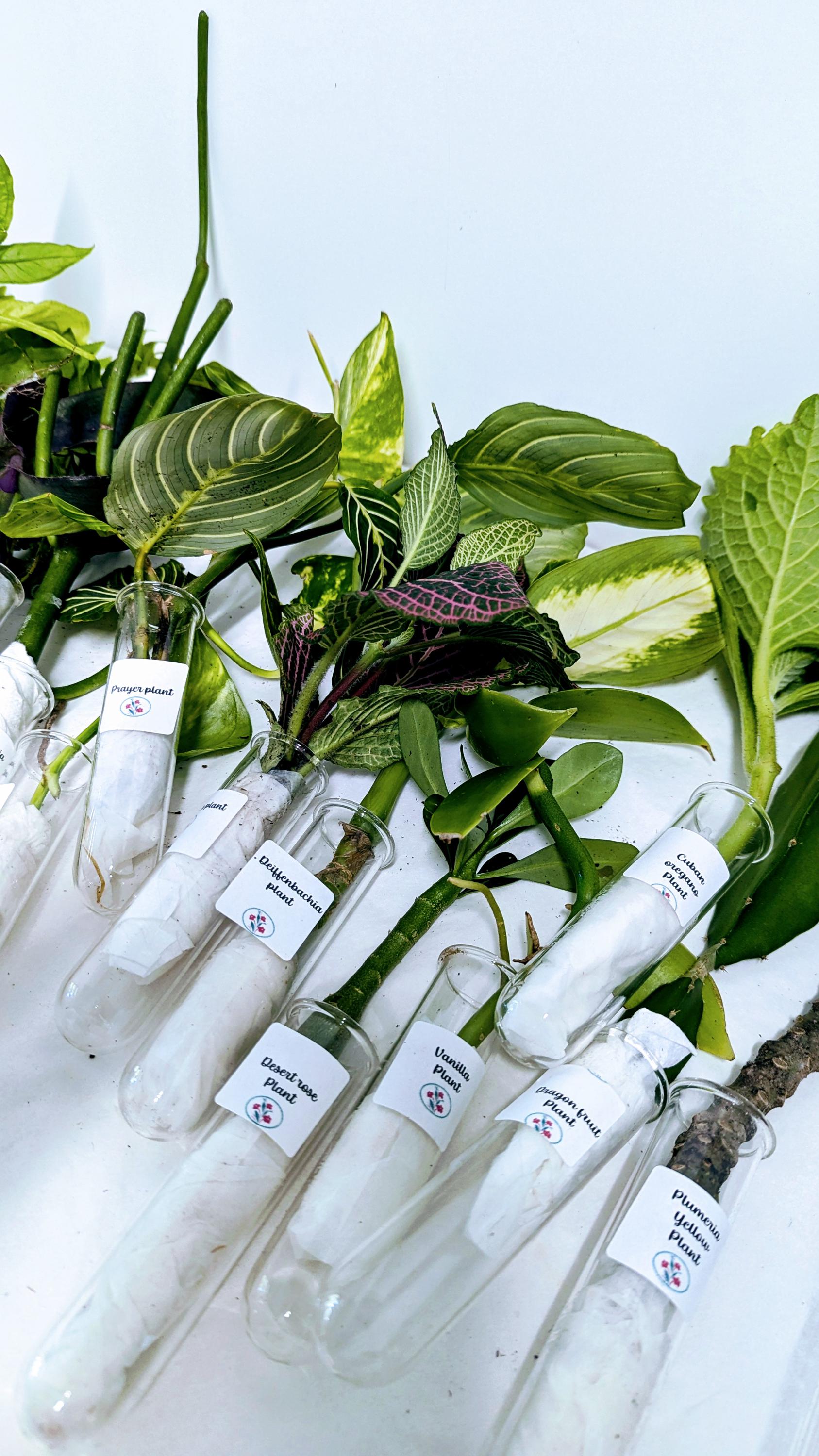 Unrooted Cuttings.Houseplant collection of organic fresh cuttings for your home.Choose your favorite plants.No CA Shipping-sorry