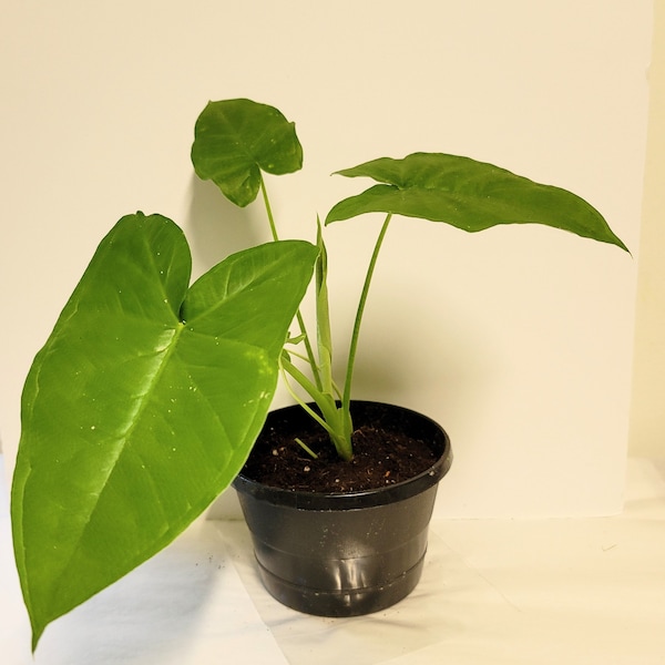 Elephant Food Plant Etsy