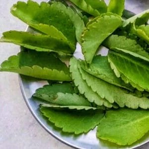 Organic Kalanchoe Pinnata Leaves with Pots & Plant Food