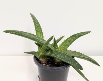 A Strong and healthy rooted Aloe maculata soap aloe plant in a 4inch pot.