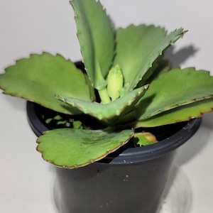 May include: A small green succulent plant with scalloped leaves growing in a black plastic pot. The plant has a few small buds.