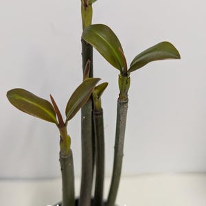 Well-rooted and over 18&quot; Mangrove aquarium or terrarium plants shipped hydroponically -no pot or Soil. Sorry we can&#39;t ship to California.