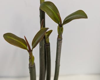 Well-rooted and over 18" Mangrove aquarium or terrarium plants shipped hydroponically -no pot or Soil. Sorry we can't ship to California.