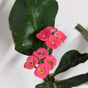 A bright red  euphorbia milii crown of thorns  cutting unrooted with care guide, pot and plant food