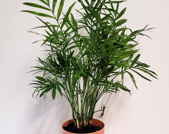 buying a monstera deliciosa philodendron Buy Monstera deliciosa 'Full Mint Marble'