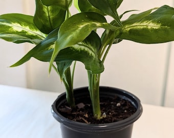 A healthy Dieffenbachia Plant in a four inch pot with plant food and care sheet.