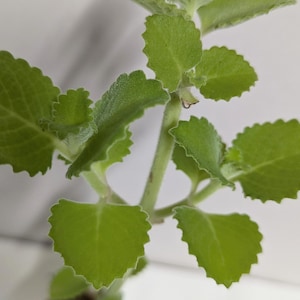 An unrooted cutting of the houseplant Cuban Oregano plant,  Indian borage with care guide. Ships hydroponically, no pot no soil.