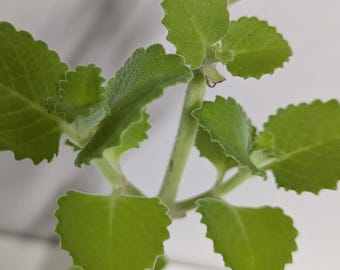 Cuban Oregano Plant. A  rooted Cutting: Organic Indian Borage with Care Guide