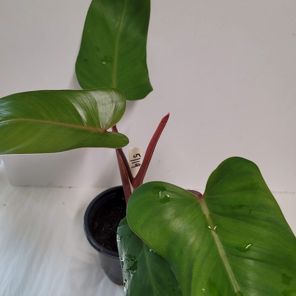 Una planta de Philodendron Congo en una maceta de cuatro pulgadas. Ficha de cuidados y alimentación vegetal.