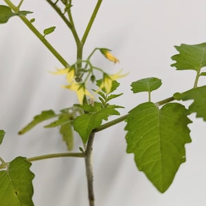May include: A small green tomato plant with yellow flowers growing in a pot. The plant has a single stem and several leaves.