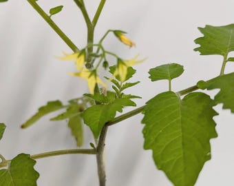 A  Florida Everglades Cherry Tomato seedling  Plant ,Solanum pimpinellifolium in a 2.5 inch pot