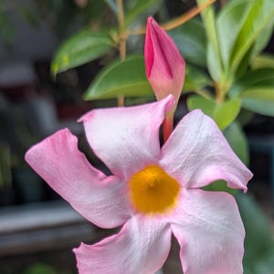Mandevilla rock trumpet vine cuttings. Three colors in each set of unrooted cuttings.  Plant food and care sheet included.