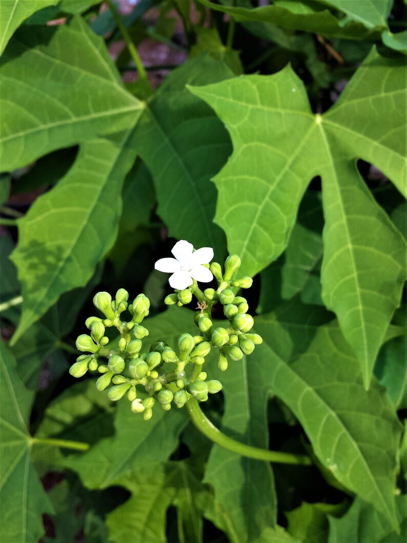 A Healthy Chaya Plant in a Four Inch Pot with Emeritus Etsy