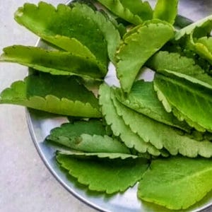 May include: Bright green leaves with scalloped edges are arranged on a silver plate. The leaves have a vibrant color and a slightly textured surface. The image showcases a collection of fresh, natural foliage.