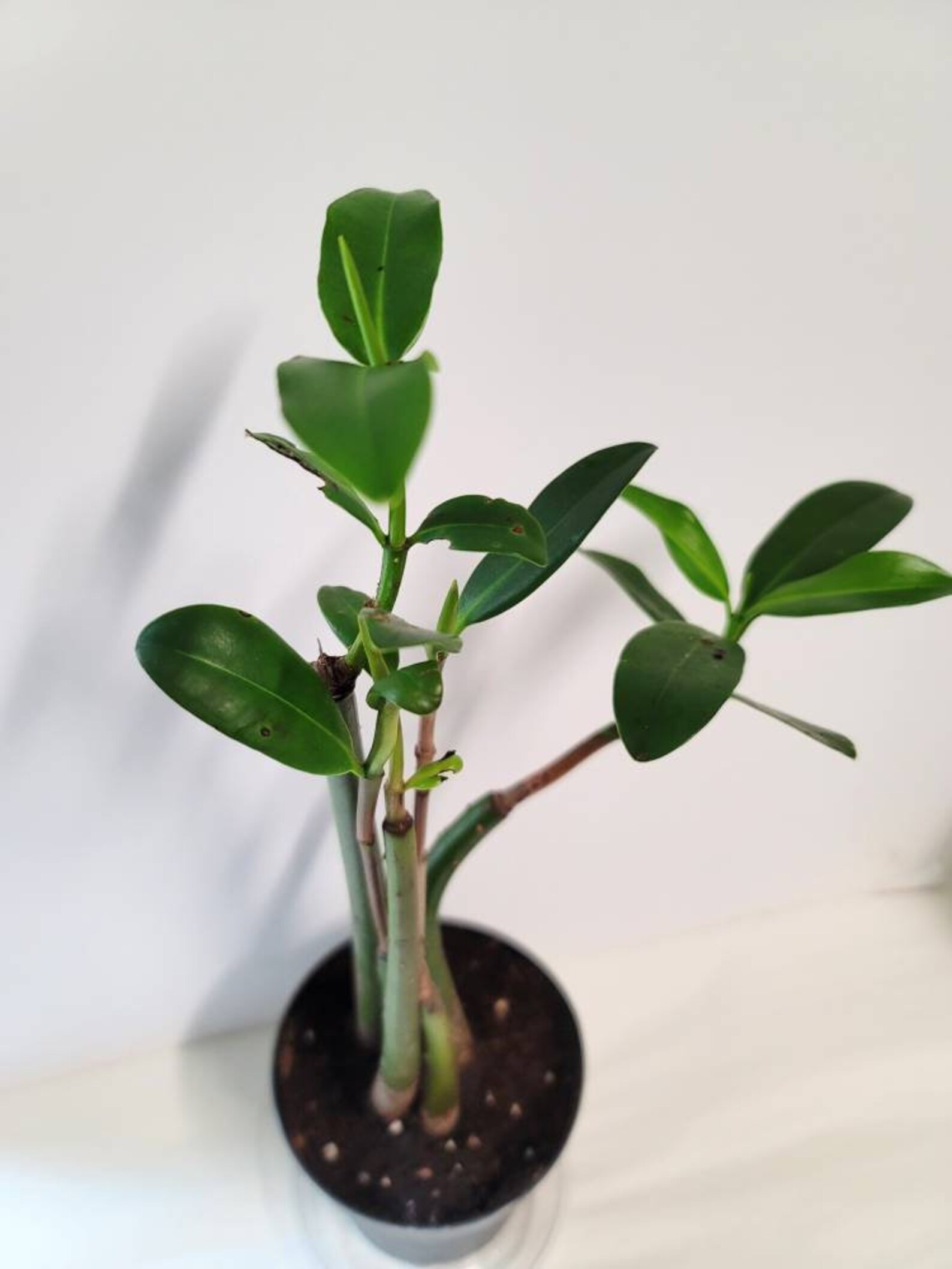 Three Live Mangrove Plants in a four inch pot for your Etsy