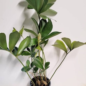 Zamia Furfuracea Cuttings: Easy-Care Cardboard Plant