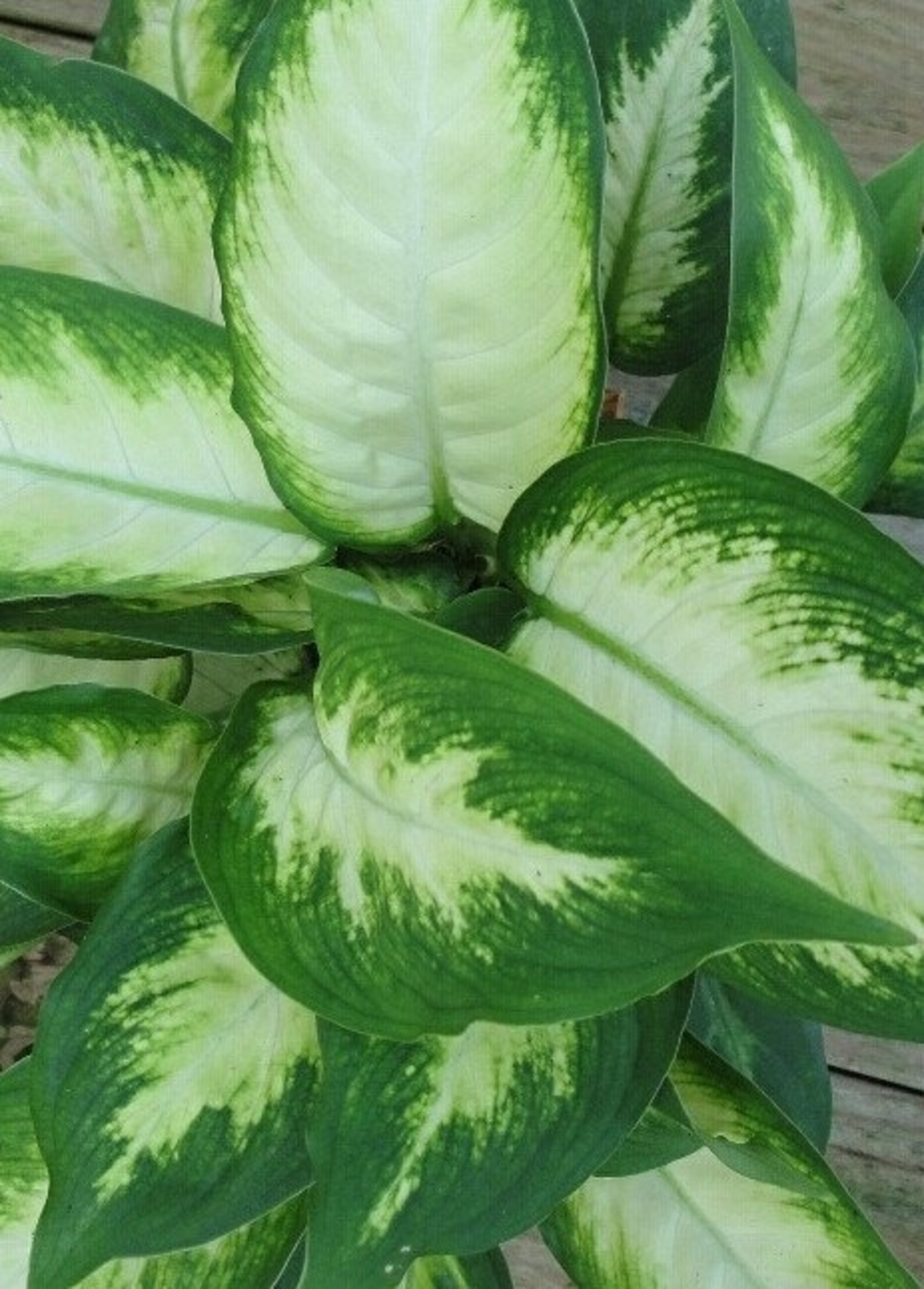 Dieffenbachia Dumb Cane in a four inch Pot with plant food and Etsy
