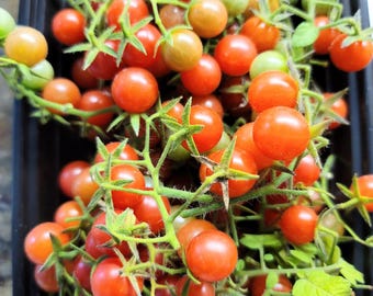 Everglades Tomato Seedling, 2.5"Pot, with Plant Food
