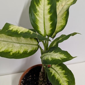May include: A potted Dieffenbachia plant with large green leaves featuring white and light green variegation. The plant is in a brown terracotta pot filled with dark soil. The plant is a houseplant.