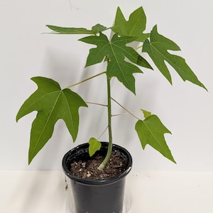 An organic Papaya Seedling in a four Inch Pot with plant food and care guide.