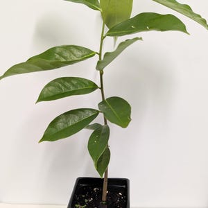 A 18&quot; tall Organic  2yr old Soursop tree in a 6&quot; deep  pot. Roots are mature.  Plant food, and care sheet included.We cannot ship to CA.