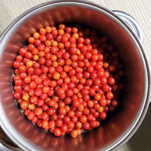 May include: A stainless steel pot filled with bright red cherry tomatoes.