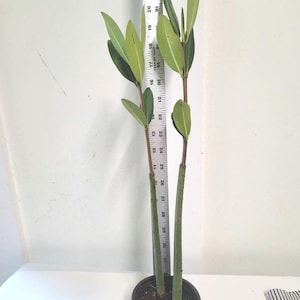 Two extra tall Mangrove plants  with great roots in a 4 inch pot.