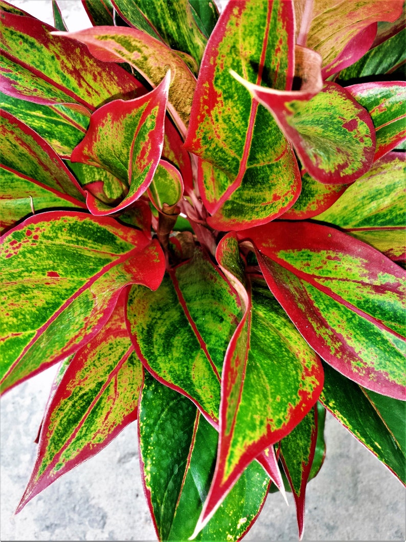 Large Red Aglaonema  Plant in a Six inch Panterra pot Etsy