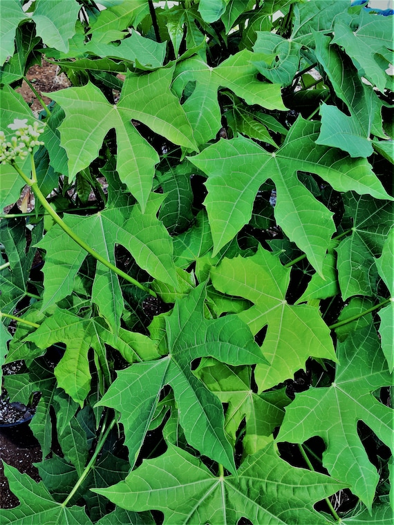aglaonema silver queen plant Buy Aglaonema Commutatum Silver Queen
