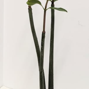 A well-rooted extra tall 22+&quot; Mangrove aquarium or terrarium plant ships hydroponically no pot no soil.We cannot ship to California.