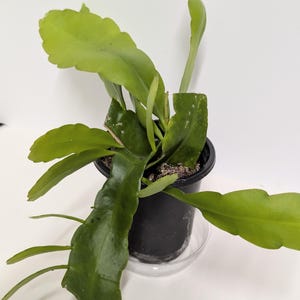 May include: A small green cactus plant in a black plastic pot with a clear plastic saucer underneath.