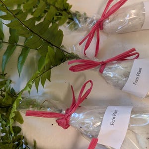 May include: Three fern plants wrapped in clear plastic bags with pink ribbon and a white label that says "Fern Plant".