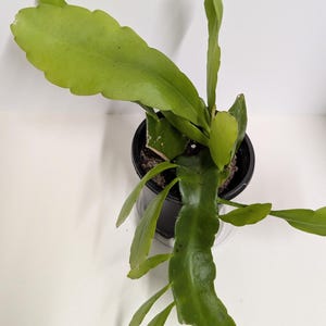 Two  extra tall  Queen of the Night Epiphyllum Oxipetalum plants, each  with new growth. These  ship hydroponically, no pot no soil.