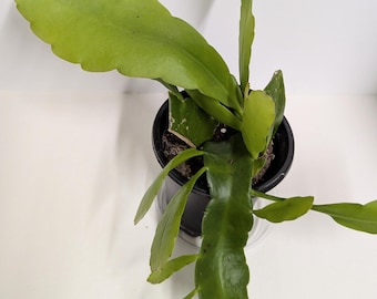 Queen of the Night Plant: Two Extra Tall Epiphyllum Oxipetalum - Hydroponic