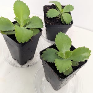 May include: Three small green plants in black square pots, each sitting on a clear plastic saucer. The plants have large, rounded, scalloped-edged leaves. The background is white.