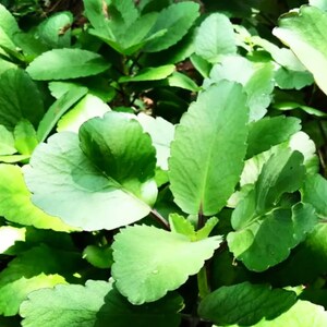 May include: Close-up of lush green leaves with scalloped edges. The leaves are various sizes and shapes, with some appearing round and others more elongated. The image is well-lit, highlighting the vibrant green color and textures of the foliage.
