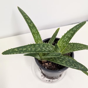 A Healthy Aloe maculata &quot;soap aloe&quot; Plant in a Four Inch Pot with Emeritus Gardens Plant food and our Easy Care Guide.