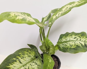 May include: A potted green and white variegated plant with large, oval leaves. The plant is in a black plastic pot with a white saucer.