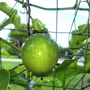 Organic Passion Fruit Plant: Hardy Mature Vine in 4&quot; Pot