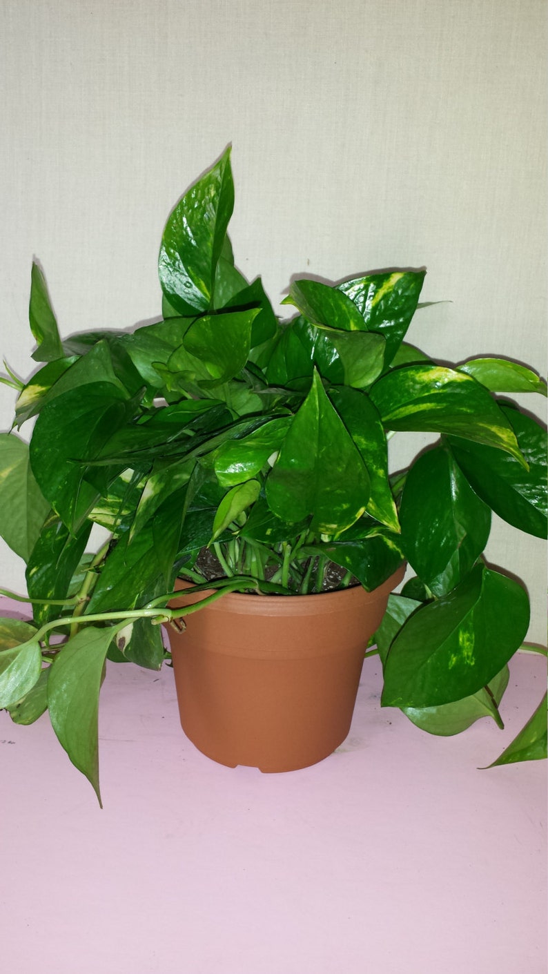 Large Golden Pothos Plant in A Six Inch Panterra Pot Etsy