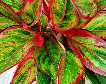 A bright Siam Aurora Aglaonema Plant in a Six inch Pot with plant food and Fresh Air NASA Data sheet