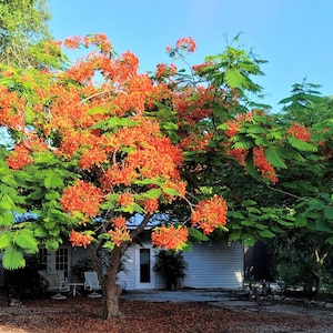 An organic ROYAL POINCIANA  TREE seedling in a four inch pot with care guide and plant food.(Delonix Regia - Tree of Fire.)