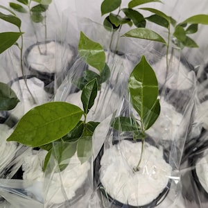 May include: Several small potted plants with vibrant green leaves are individually wrapped in clear plastic. The plants are in black pots, surrounded by white material. The image is a close-up, showing multiple plants in a row.