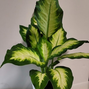 Dieffenbachia Dumb Cane in a four inch Pot with plant food and care guide.