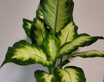 Dieffenbachia Dumb Cane in a four inch Pot with plant food and care guide.